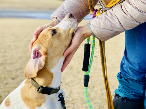 無駄吠え・飛びつき・他の犬に吠える・拾い食い 問題行動を改善する方法